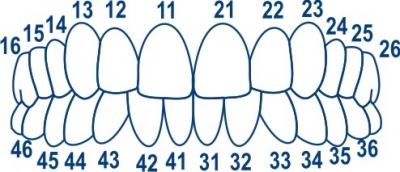 Матрицы контурные 1.910 колпачки для фронтальных зубов 64 шт Матрицы стоматологические купить в Продез Сочи